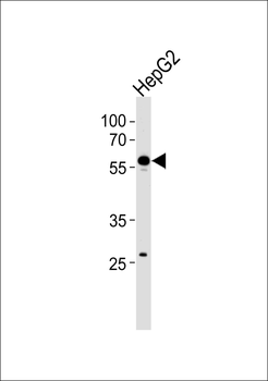 CPN2 Antibody (N-term)