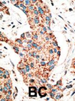 RAD9 Antibody (BH3 Domain Specific)