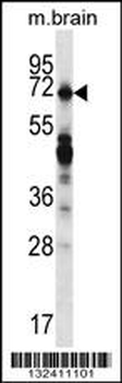 REPS2 Antibody (N-term)