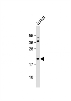 Bid Antibody (BH3 Domain Specific)