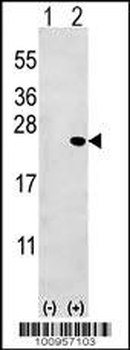 Bid Antibody (BH3 Domain Specific)