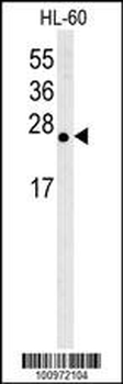 Bcl-w Antibody (BH3 Domain Specific)