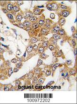 Bcl-w Antibody (BH3 Domain Specific)