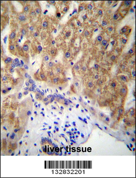 MUC15 Antibody (C-term)