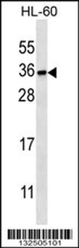 PITPNB Antibody (C-term)
