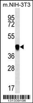 PAICS Antibody (N-term)