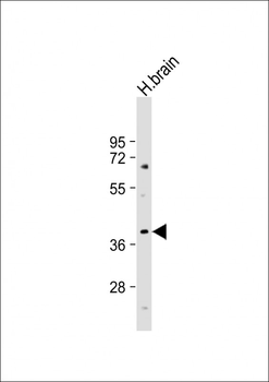 ELAVL2 Antibody (Center)