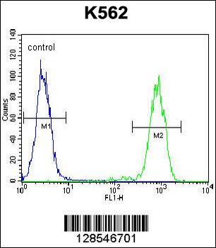 ELAVL2 Antibody (Center)