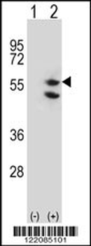 TUFM Antibody (C-term)