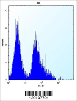 GSTT1 Antibody (N-term)
