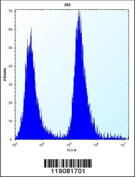 MGMT Antibody (N-term)