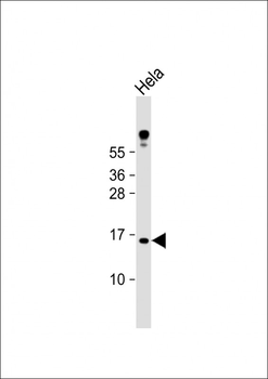 MLM Antibody (C-term)