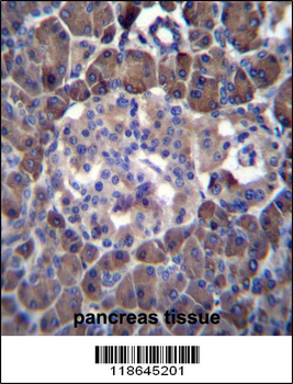 MLM Antibody (C-term)