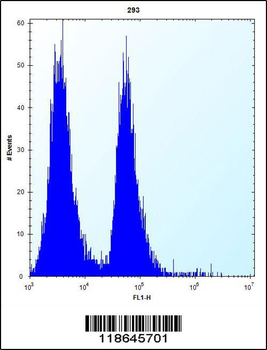MLM Antibody (C-term)