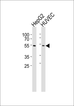 SUV39H2 Antibody (N-term)