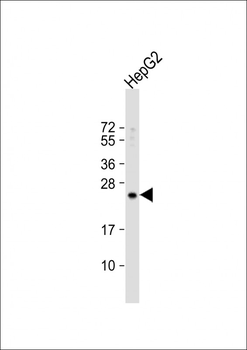 RPL15 Antibody (N-term)