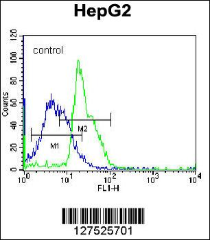 RPL15 Antibody (N-term)