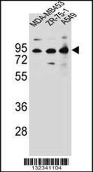 CTTNBP2NL Antibody (N-term)