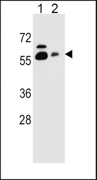 SLC23A1 Antibody (N-term)