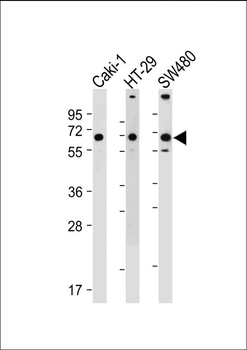 SLC23A1 Antibody (N-term)