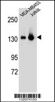 SF3B3 Antibody (C-term)
