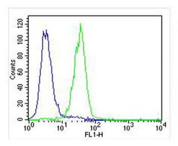 PLOD1 Antibody (N-term)