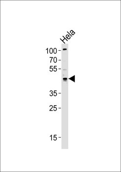 TRIP13 Antibody (C-term)