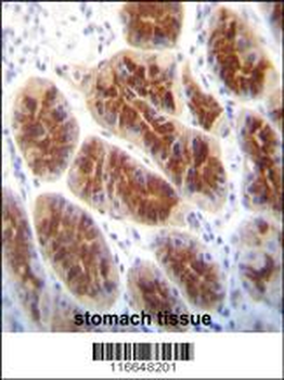 CLDN2 Antibody (C-term Y224)