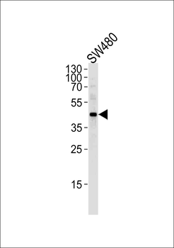 DNAJB11 Antibody (N-term)