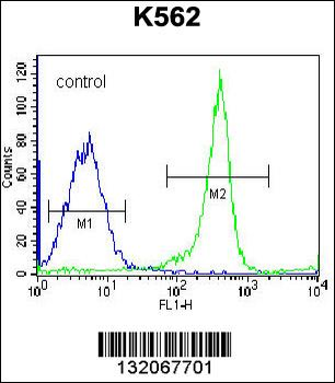 EIF3CL Antibody (N-term)