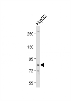 DTNA Antibody (C-term)