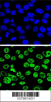 MDM2 Antibody (S166)