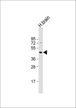 GBRR3 Antibody (N-term)