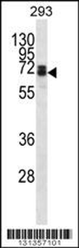 DLL3 Antibody (C-term)