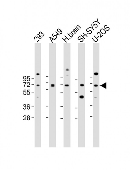 DLL3 Antibody (C-term)