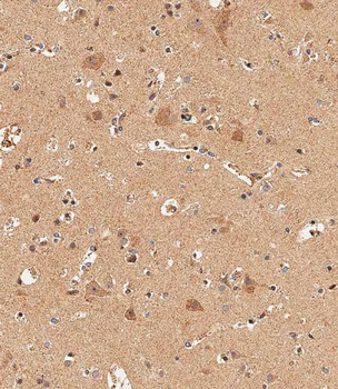 DLL3 Antibody (C-term)