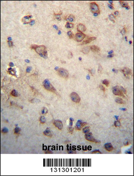 CKAP4 Antibody (C-term)