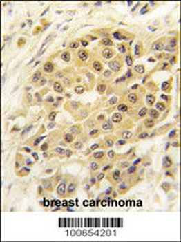 SENP3 Antibody (N-term)