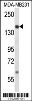 SRC1 Antibody (Center)