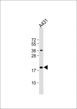 SUMO1 Antibody