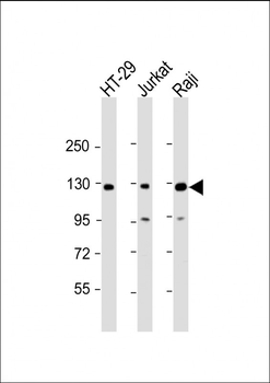 RBL2 Antibody (N-term)