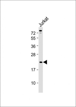 TCRB Antibody (Center)