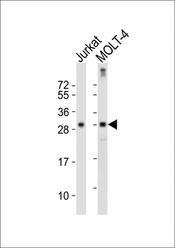 TCRB Antibody (Center)