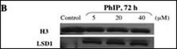 LSD1 Antibody (C-term)