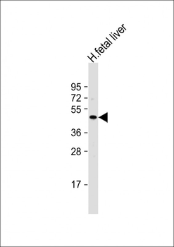 NEU2 Antibody (N-term)