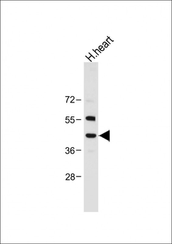NEU2 Antibody (N-term)
