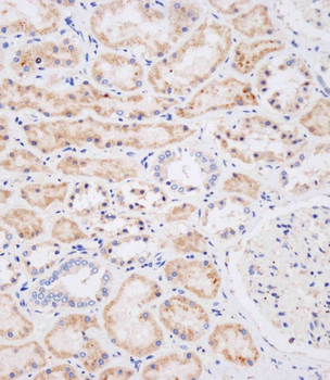 NEU2 Antibody (N-term)