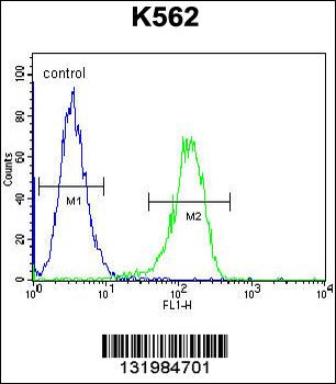 TTBK2 Antibody (N-term)
