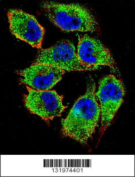 NKD2 Antibody (C-term)