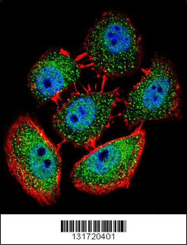 SPECC1 Antibody (Center)